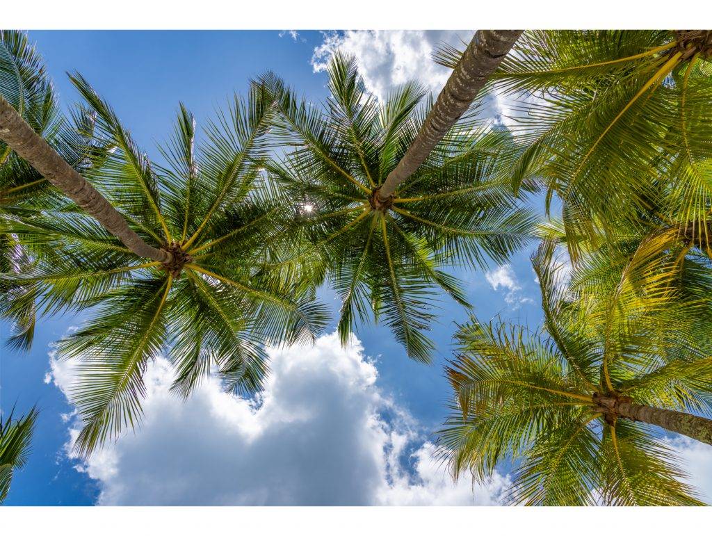 Coconut trees at the tropical beac wall mural - Nouqoush